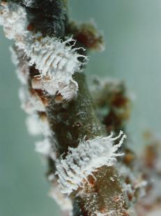 cryptolaemus larvae